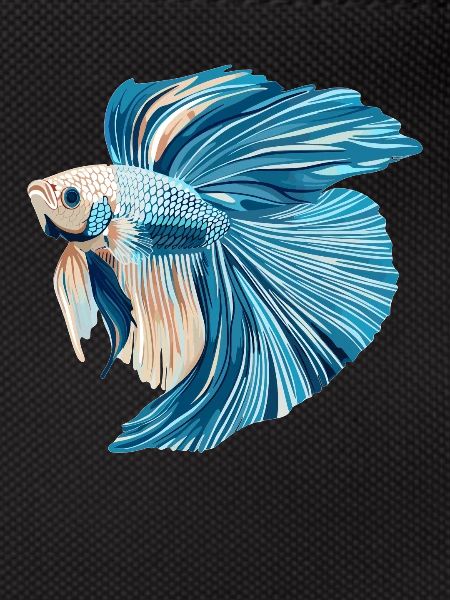 Bettas Betta Fish Betta