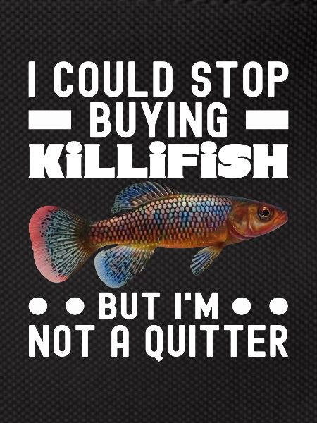 Killifish Quarium Fish