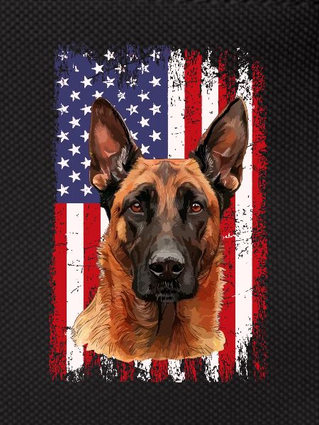 Belgian Malinois