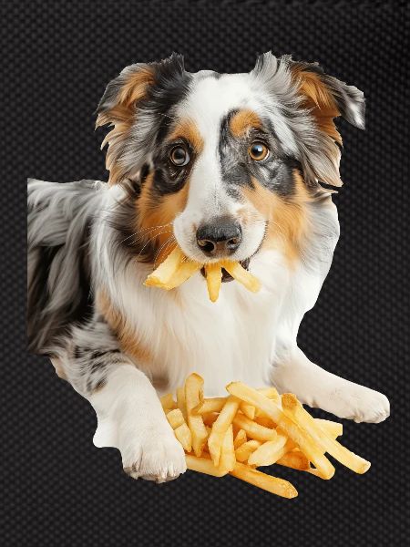 Australian Shepherd