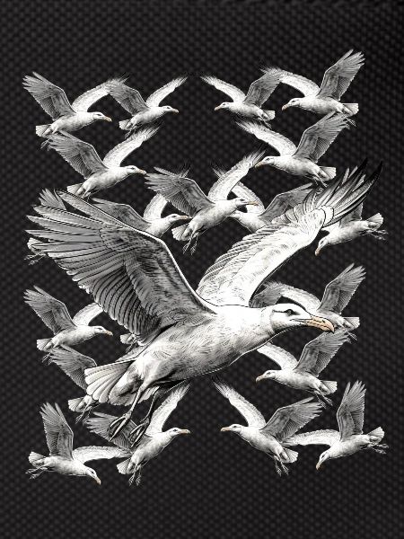 Seagull Seagulls Maritime