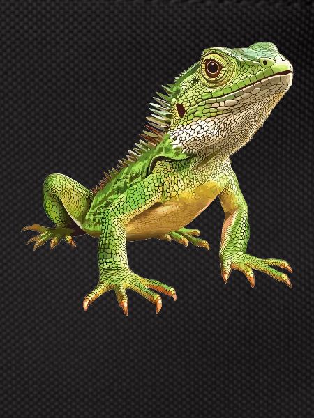 Lizards Lizard