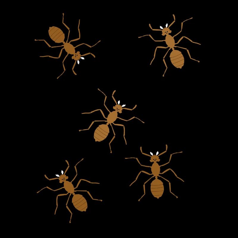fourmis insectes insecte fourmi