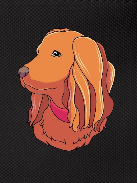Boykin Spaniel