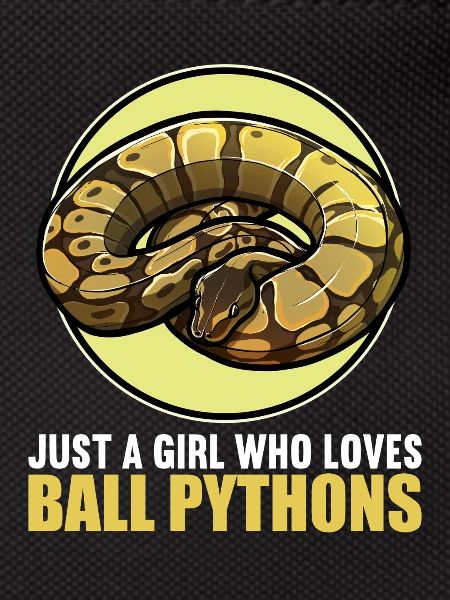 Ball Python Königspythons Königspython