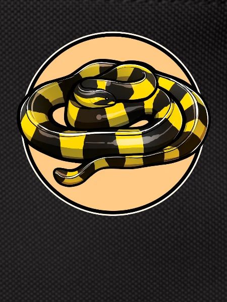 Banded Krait Gebänderter Krait