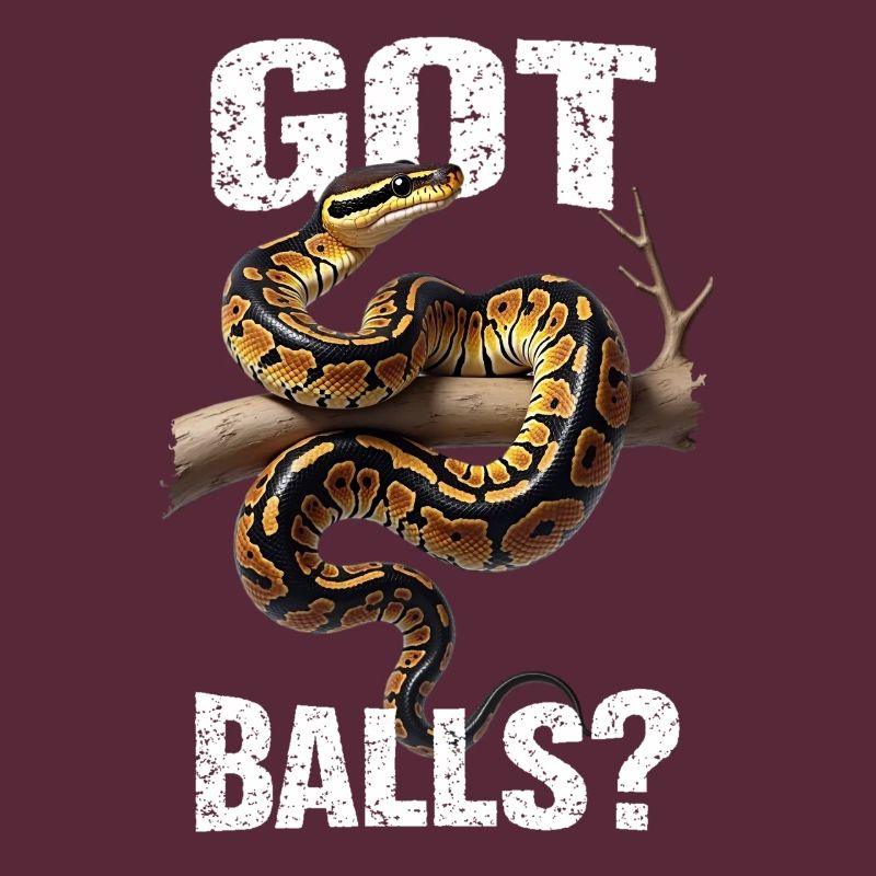 Königspython Schlangen Liebhaber Terrarium Python