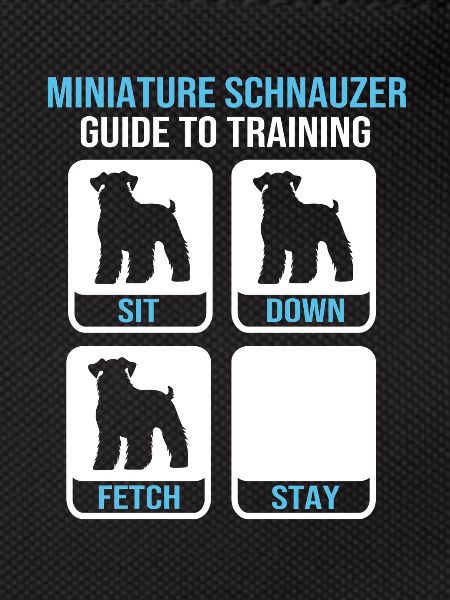 Schnauzer nain