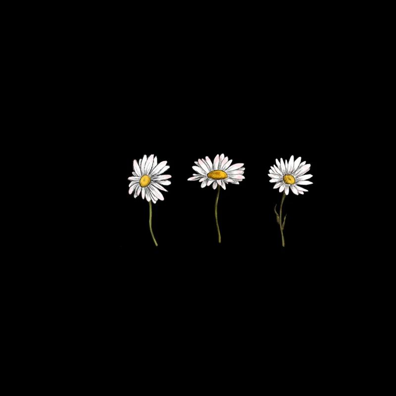 3 daisy