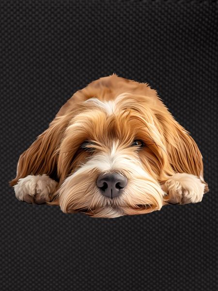 Tibetan Terrier