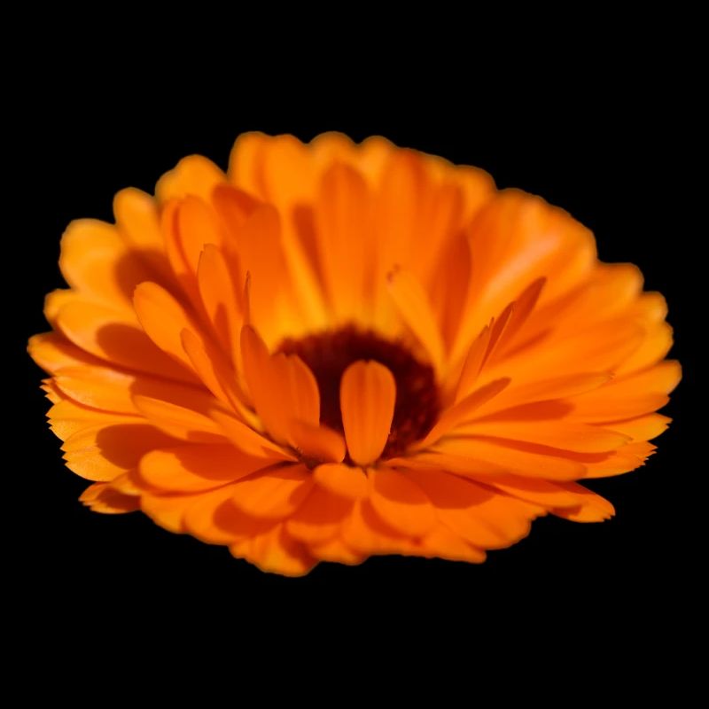 Ringelblume