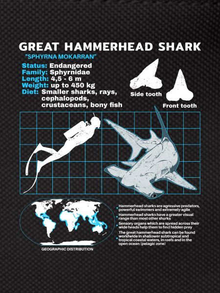 Hammerhead Shark Datasheet