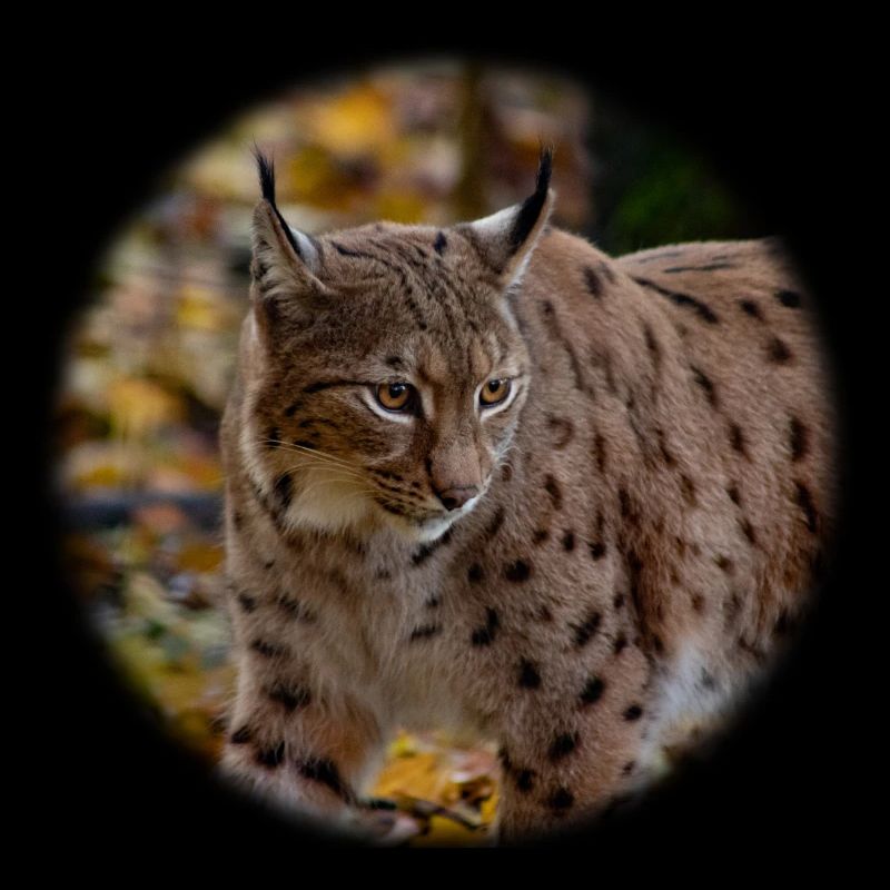 LyNX