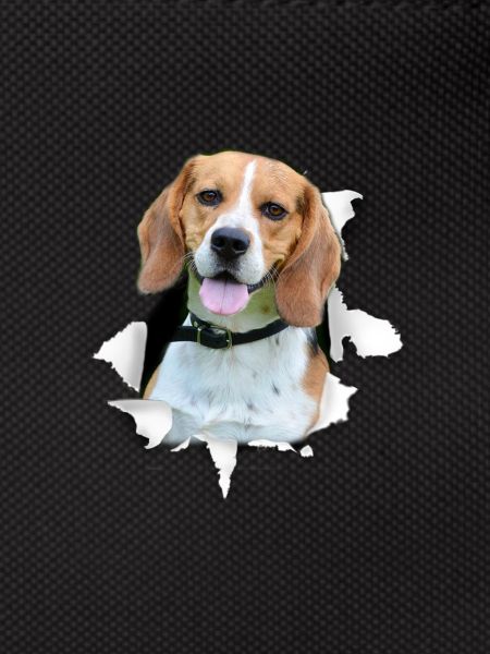 Beagle - Beagle Dog