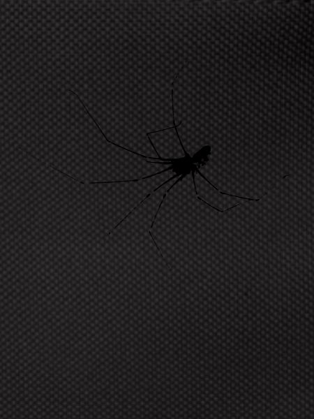spider