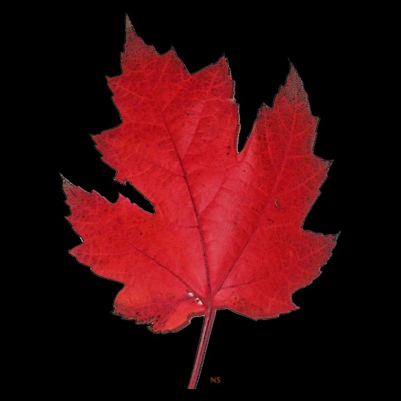 Red maple leaf