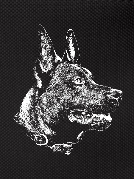 kopf Malinois