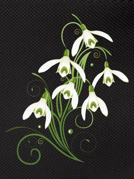 Snowdrops Flowers. Spring is coming.