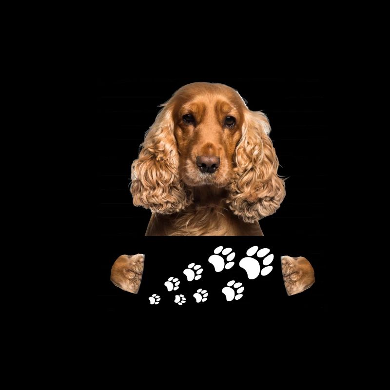 Cocker spaniel