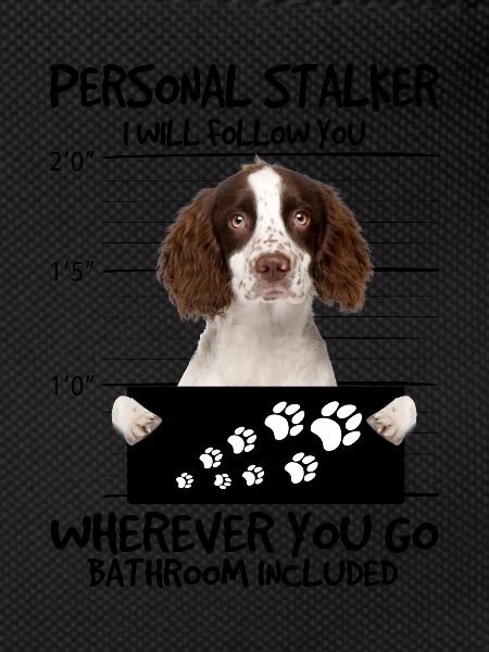 English Springer Spaniel