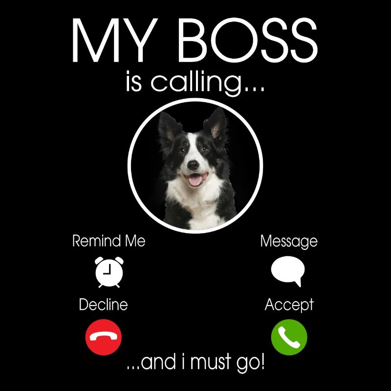 Border Collie my Boss