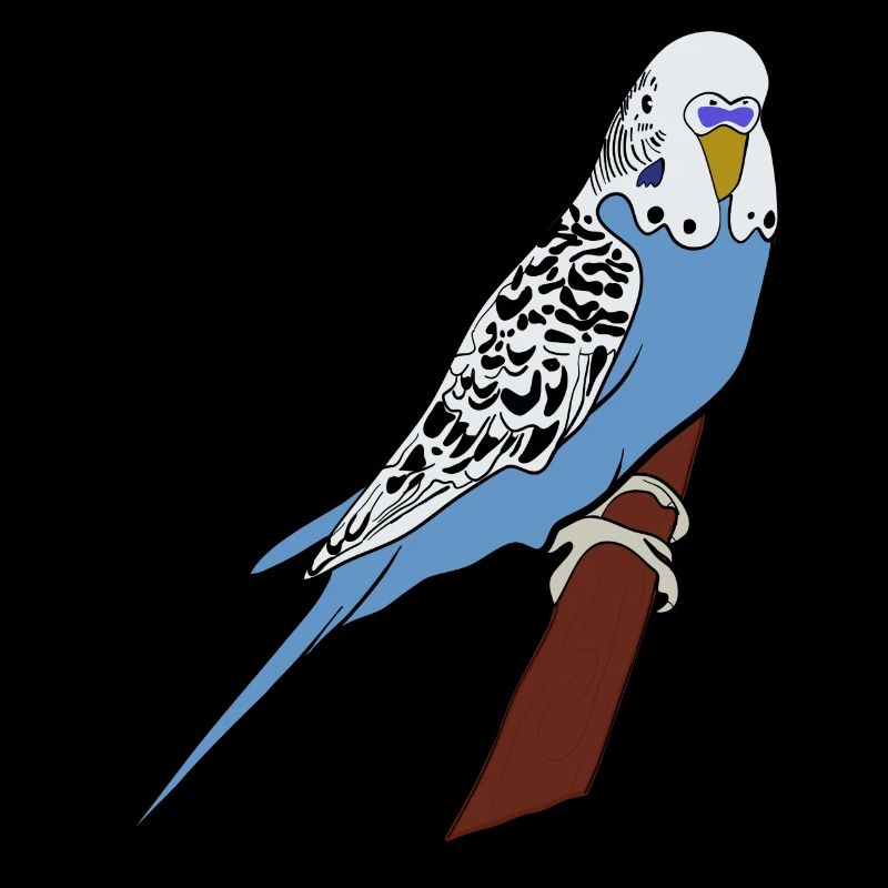 Perruche bleu oiseau oiseau de compagnie idée cadeau
