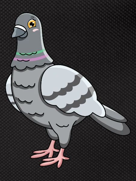 Pigeon