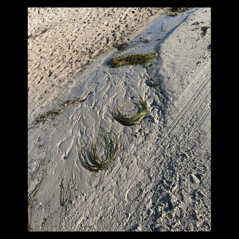 Algues naturelles
