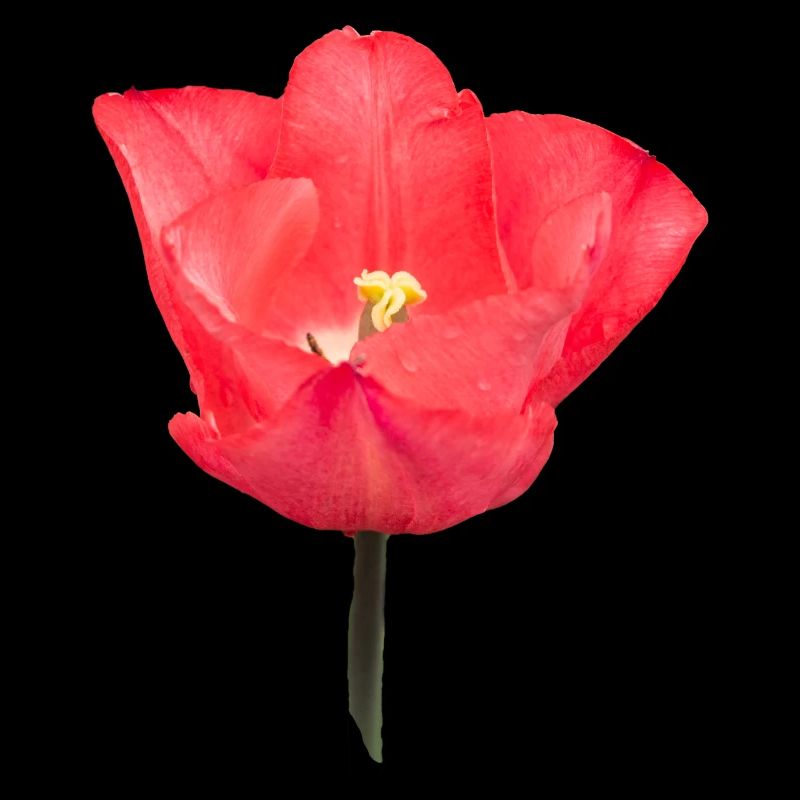 Fleur de tulipe rouge
