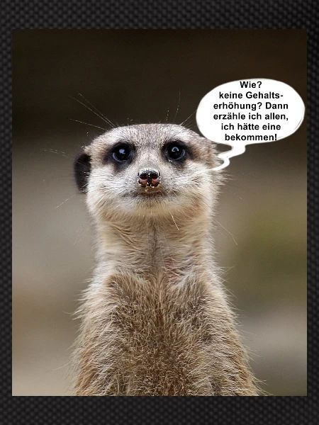 Erdmännchen