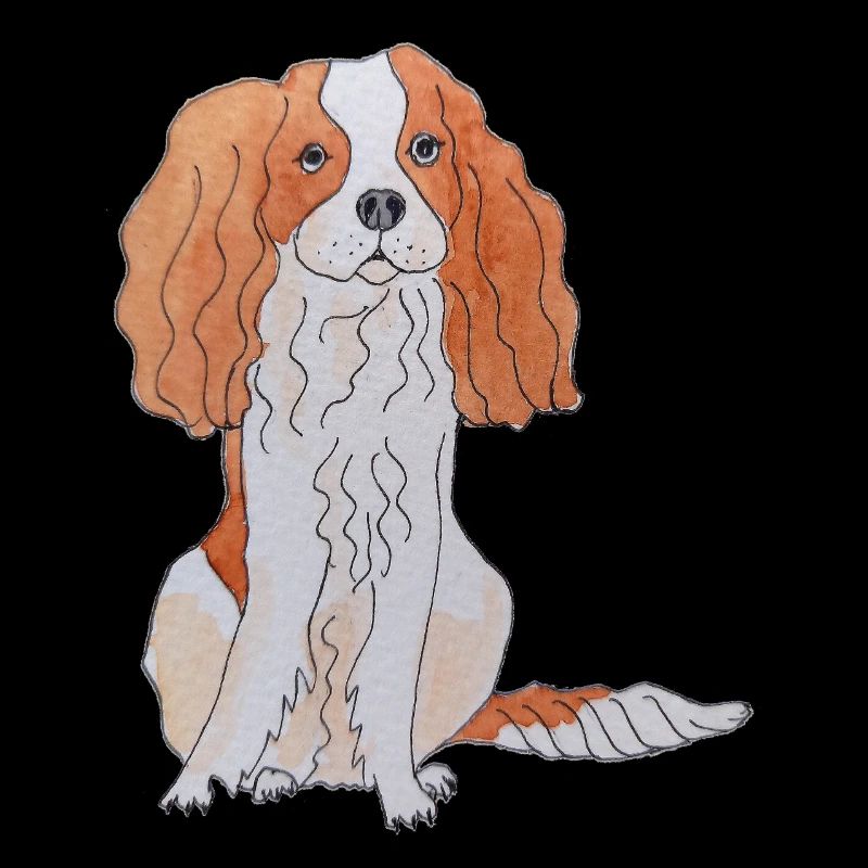 Cavalier King Charles Spaniel Fun