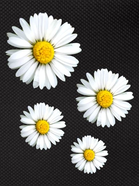 daisy,flowers,blossoms