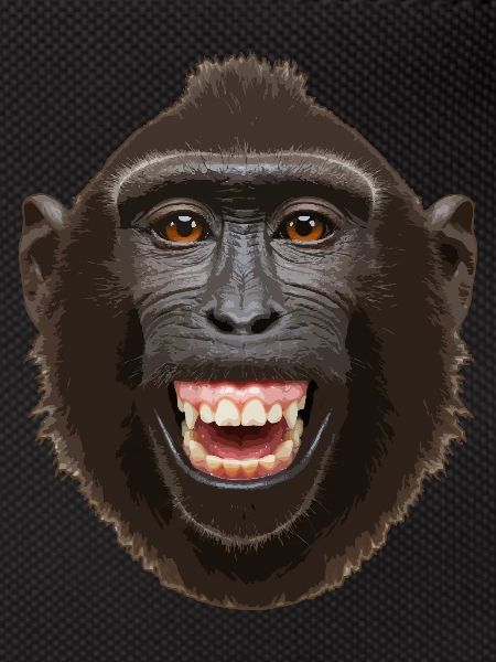 Tête de singe