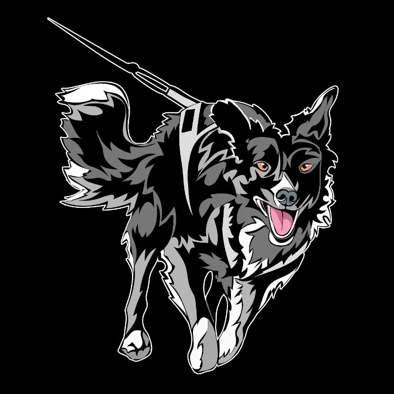 Border Collie Running