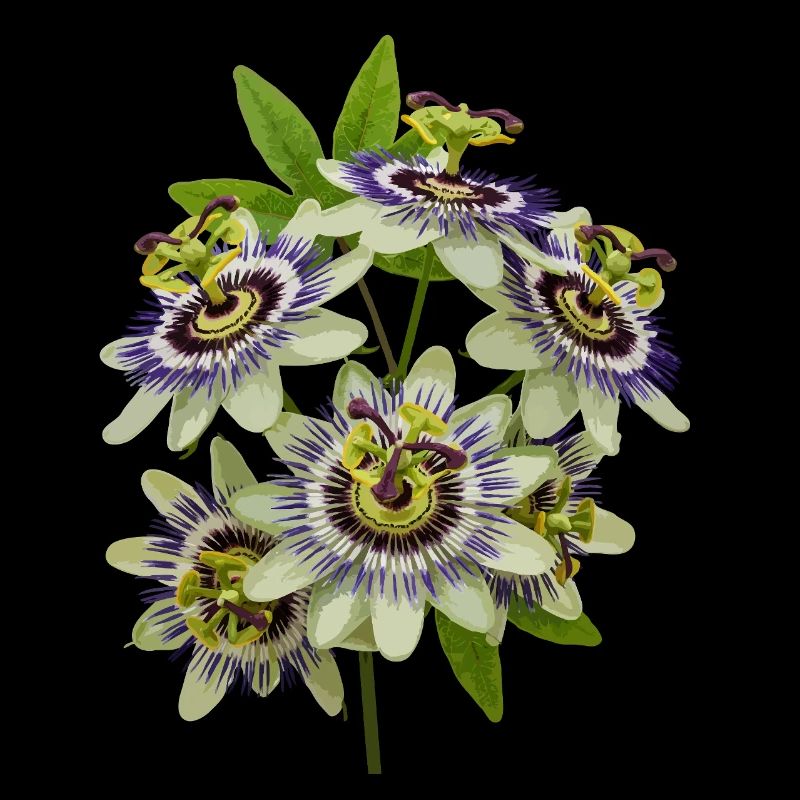 Passiflore