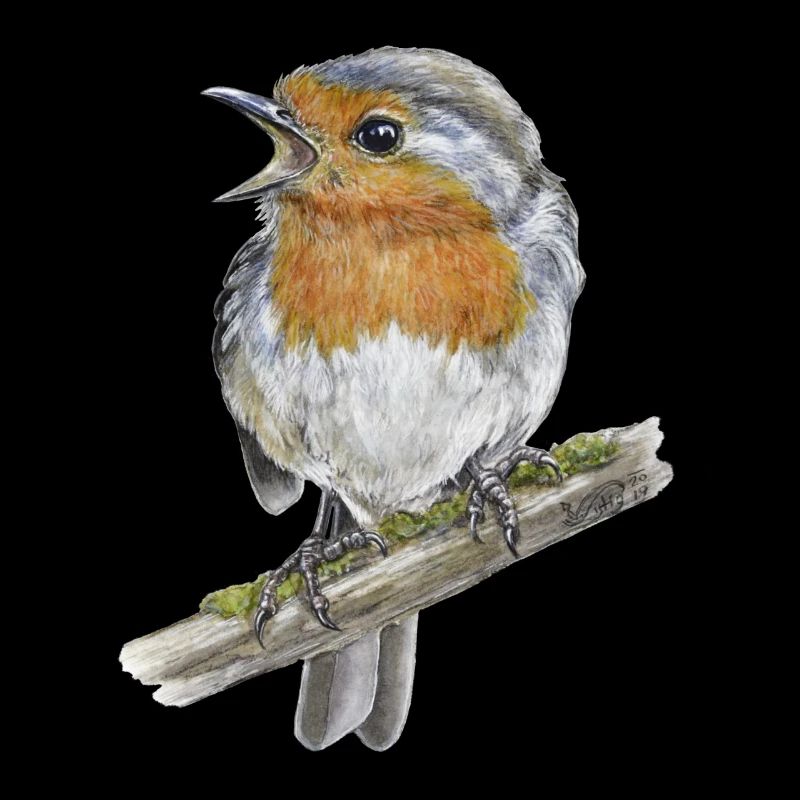 Oiseau robin