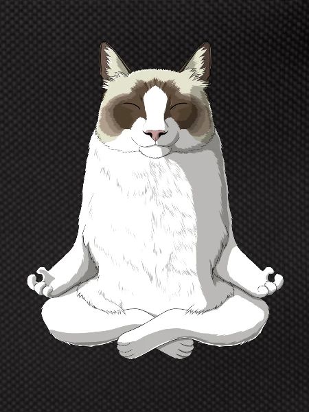 Ragdoll chat