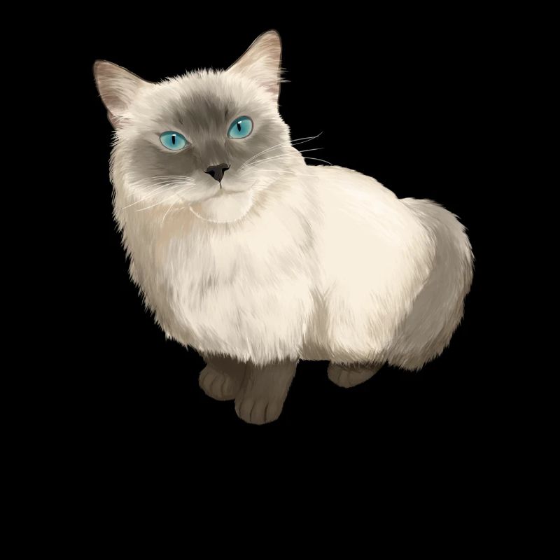 Ragdoll Cat