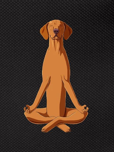 Dog Hungarian Vizsla Meditate
