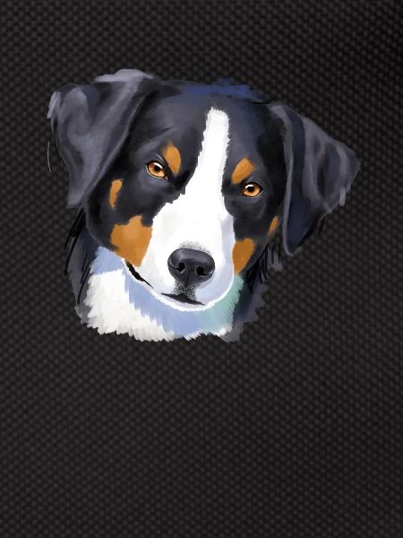 Appenzell Mountain Dog