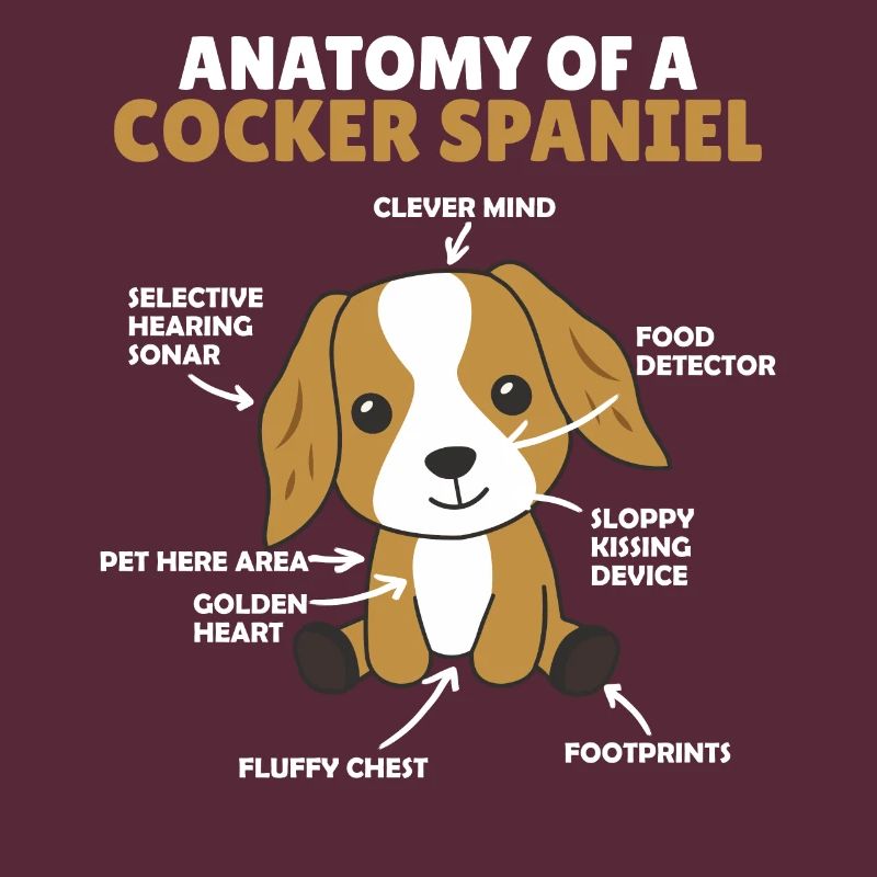 Anatomie d’un cocker Spaniel chien mignon chiot