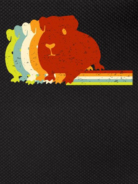 Cochon d’Inde, cochon d’Inde