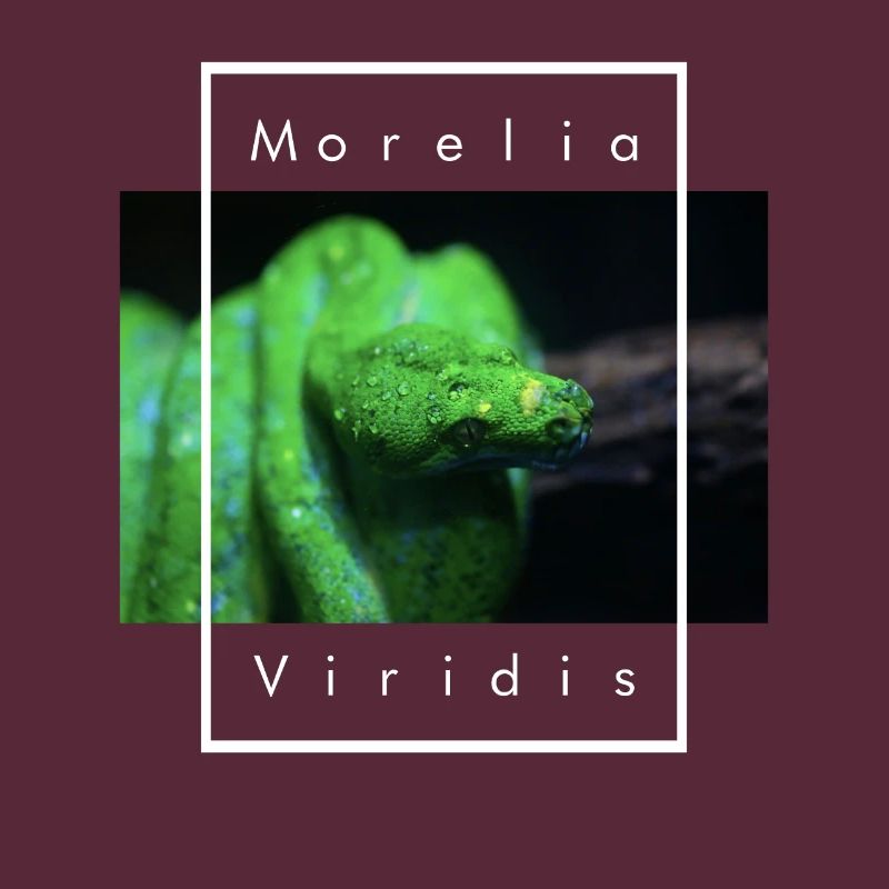 Morelia Viridis Snake Keeper Arbre Vert Python