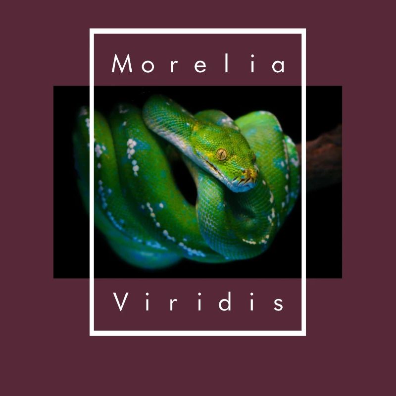 Morelia Viridis Grüner Baum Python Schlangenhalter