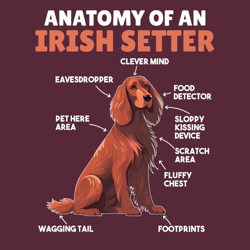 Explication du chien Anatomie d’un setter irlandais