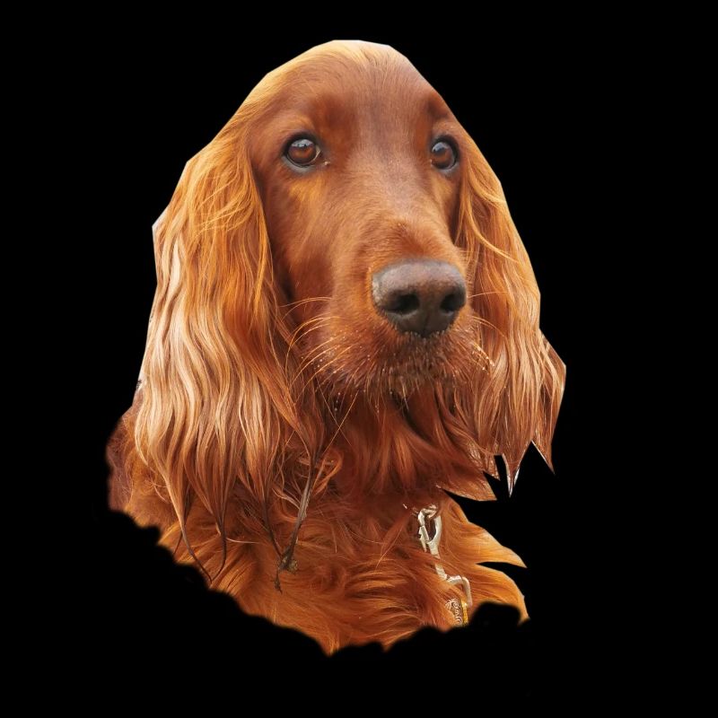 Irish Setter Red