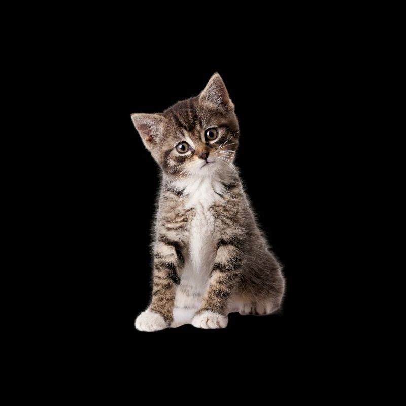 CHATON MIGON