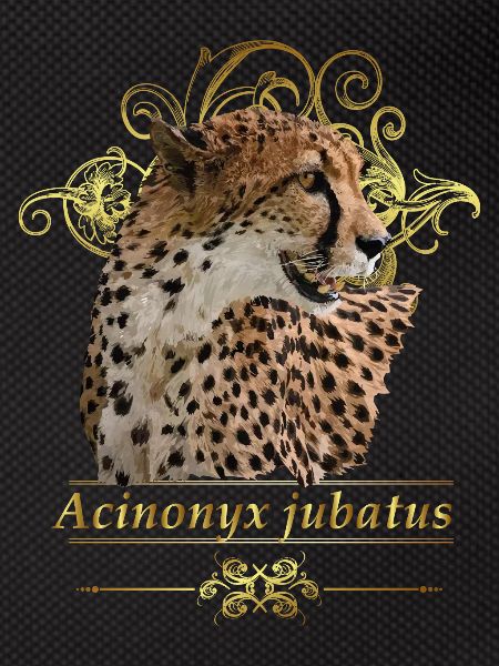cheetah