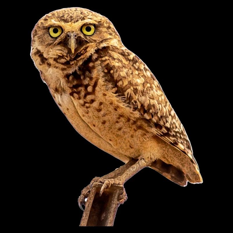 le chouette hibou