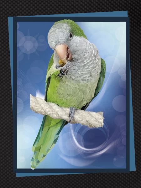Argentine Parakeet